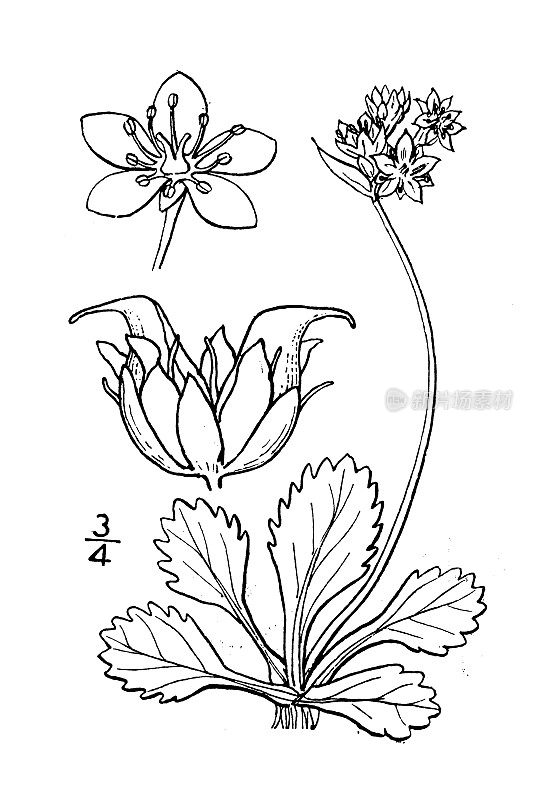 古植物学植物插图:Saxifraga nivalis, Clustered Alpine Saxifrage